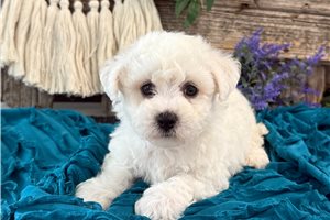 Harris - puppy for sale