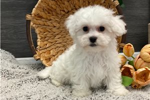 Ames - puppy for sale