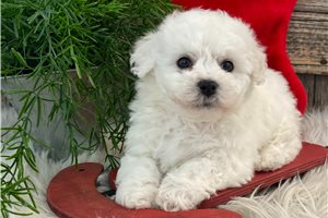 Maverick - Bichon Frise for sale