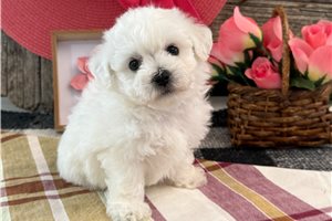 Heidi - Bichon Frise for sale