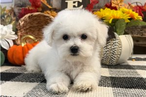 Diego - Bichon Frise for sale