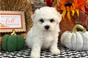 Destiny - Bichon Frise for sale
