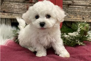 Jesse - puppy for sale