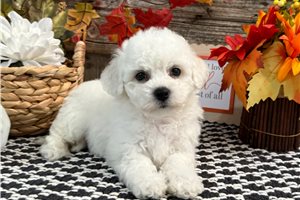 Dory - puppy for sale