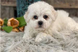 Graham - Bichon Frise for sale