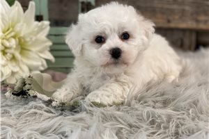 George - Bichon Frise for sale