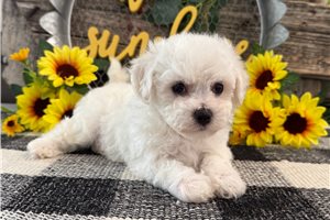 Harvard - Bichon Frise for sale