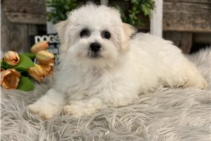 Albert - puppy for sale