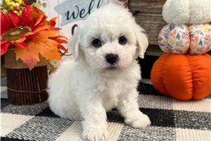 Ghost - puppy for sale