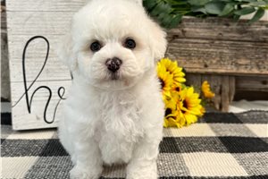 Elon - Bichon Frise for sale