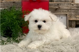 Miles - Bichon Frise for sale