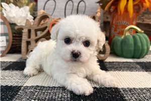 Gracie - puppy for sale