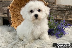 George - Bichon Frise for sale