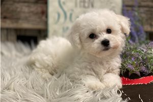 Polly - puppy for sale
