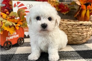 Graham - Bichon Frise for sale