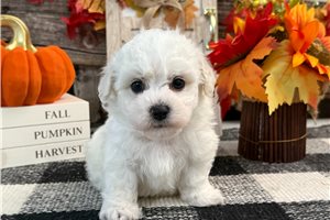 Gabe - Bichon Frise for sale