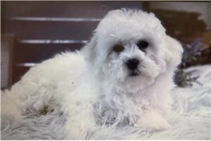 Julian - Bichon Frise for sale