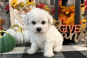 Gypsy - Bichon Frise for sale
