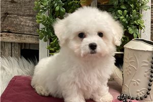 Poof - Bichon Frise for sale