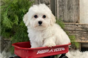 Jonathan - puppy for sale