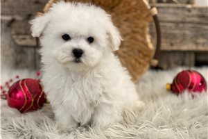 Mateo - Bichon Frise for sale