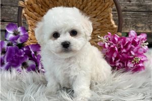 Celina - Bichon Frise for sale
