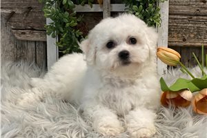 Rosalita - puppy for sale