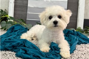 Jenkins - Bichon Frise for sale