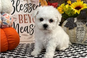Diego - Bichon Frise for sale