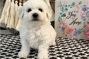 Wittle - Bichon Frise for sale