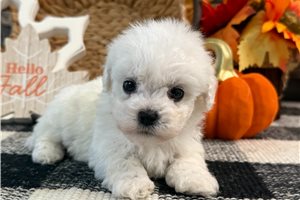 Grayson - puppy for sale