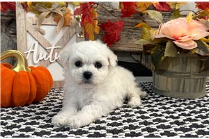 Dylan - puppy for sale