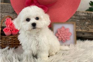 Genesis - Bichon Frise for sale