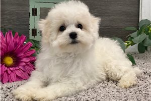 Jenkins - Bichon Frise for sale