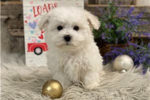 Micah - Bichon Frise for sale
