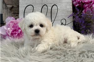 Claire - Bichon Frise for sale