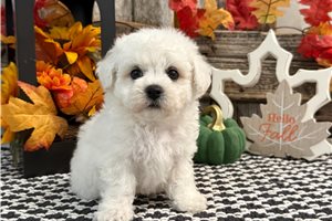 Devon - Bichon Frise for sale