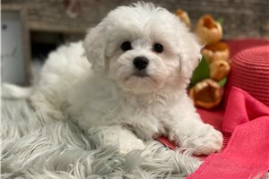 Portia - puppy for sale