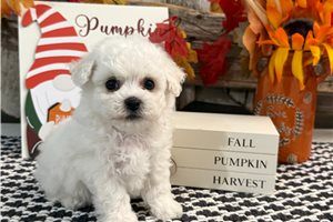 Donald - Bichon Frise for sale