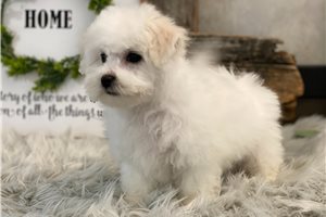 Michael - Bichon Frise for sale