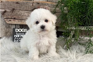 Carter - Bichon Frise for sale