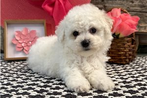 Wynnie - Bichon Frise for sale