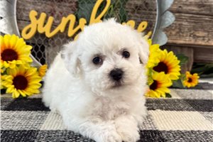 Harper - Bichon Frise for sale