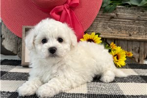 Esmerelda - puppy for sale