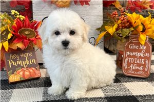 Gabe - Bichon Frise for sale