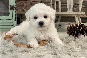 Nimbus - puppy for sale