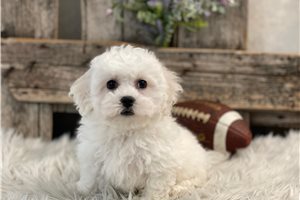 Julian - Bichon Frise for sale