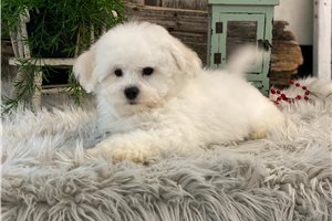 Matias - Bichon Frise for sale