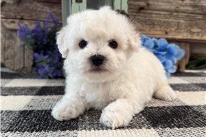 Harry - puppy for sale