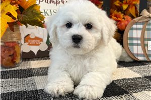 Ghost - Bichon Frise for sale